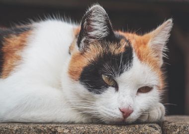 orange cat outdoor