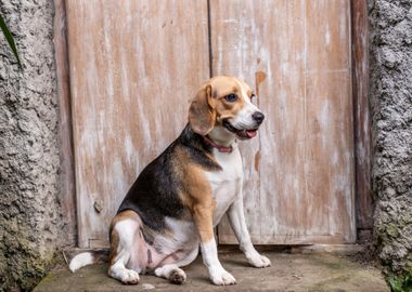 dog door