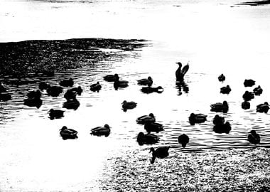 Mallard Ducks In The Lake