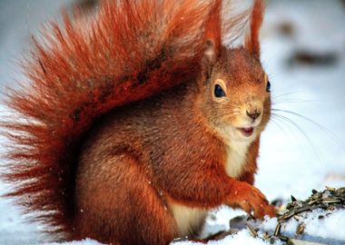 squirrel snow