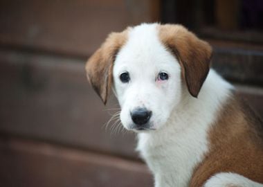 puppy white