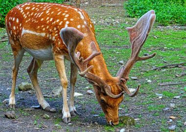 reinderr horn orange