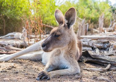 kangaroo sitting