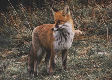 squirrel fox green gras