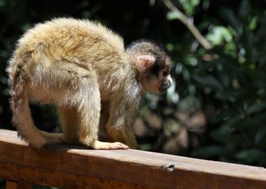 monkey fence