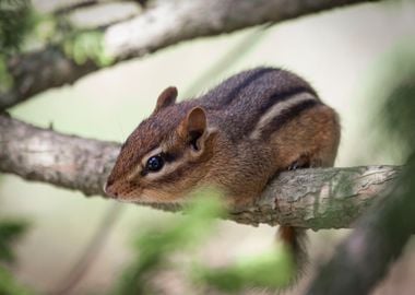 squirrel branch tree