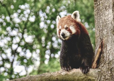 bear tree branch