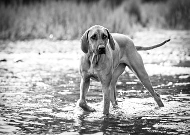 large dog water