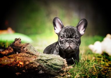 french bulldog small black