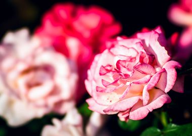 Sunlit Pink And Red Roses