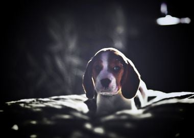 small beagle