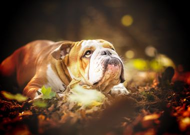 English Bulldog forest aut