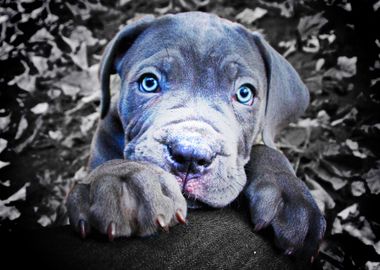 Cane Corso