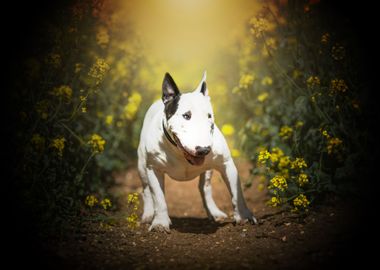 Bull Terrier white dog pet