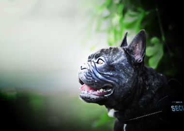 french bulldog security do