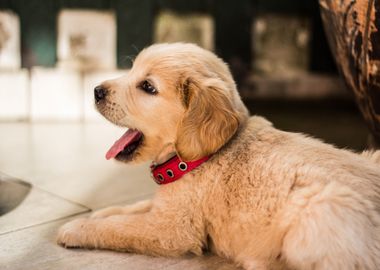 yawning dog