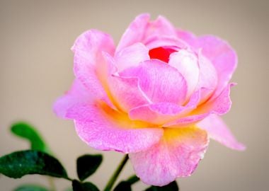 Stunning Pink Rose Flower