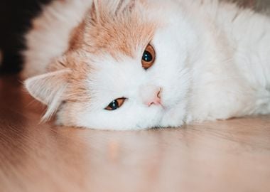 orange white cat head