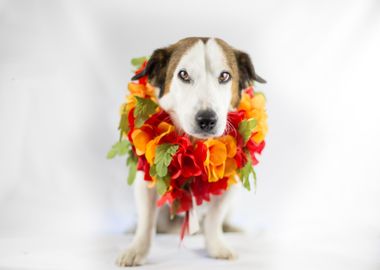 flower dog