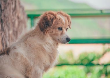 beautiful dog brown