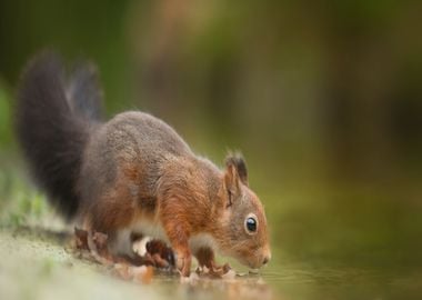 squirrel eat