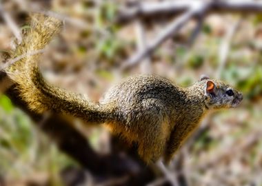 brown squirrel