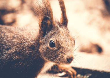 squirrel brown head