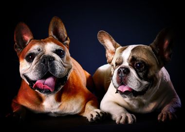 french bulldogs