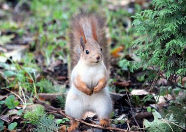 squirrel field