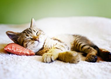 cute cat sleeping cat lazy