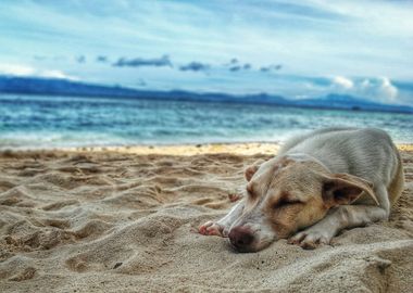 sea dog sleep