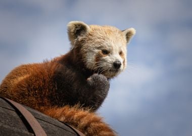 baby red panda