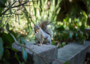 squirrel leaves stair