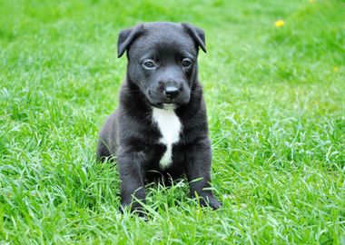 puppy young dog black