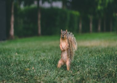 squirrel green grass