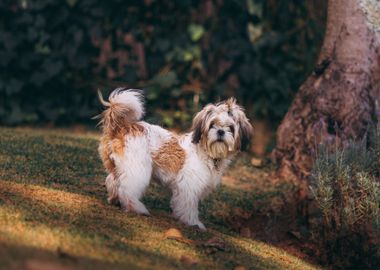 baby dog standing tree