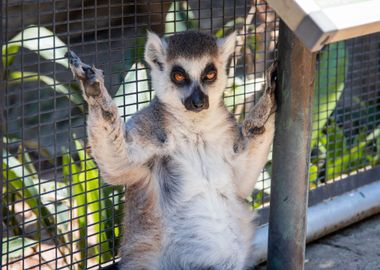 lemur eye squirrel