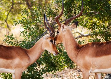 gazelles deer horn