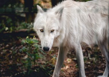 white wolf forest