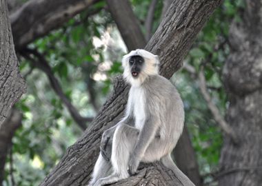 monkey tree sitting grey