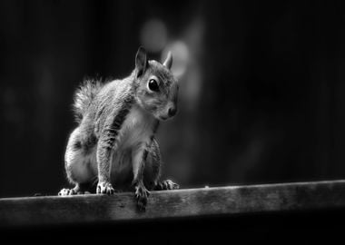 greyscale squirrel