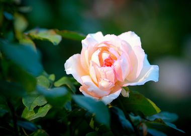 Tender Beige Rose Flower