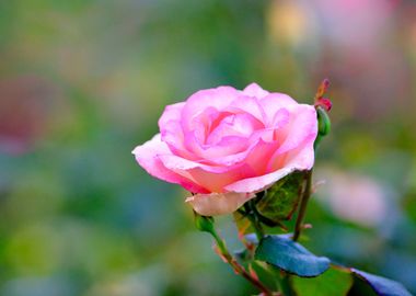 Classy Pink Rose Flower