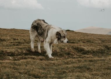 white dog cloud grass