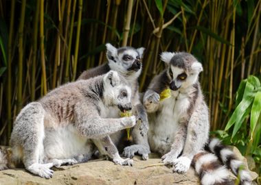 three lemur squirrel