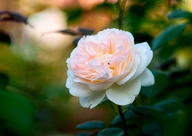 Nice Soft Pink Rose Flower