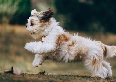 baby dog long body