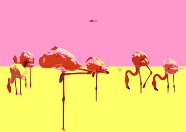 Flamingos