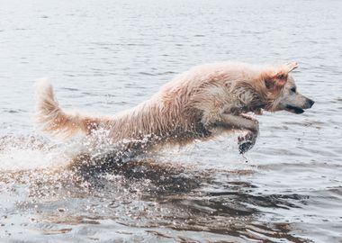 brown dog body water