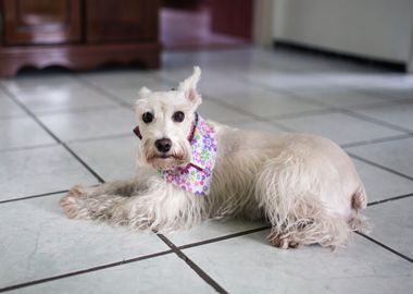 dog white tiles sit